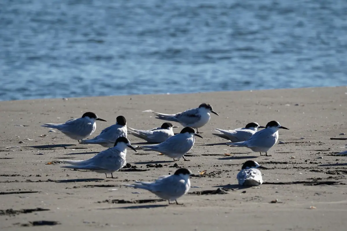 Tara (White Fronted Tern) (c) meltea