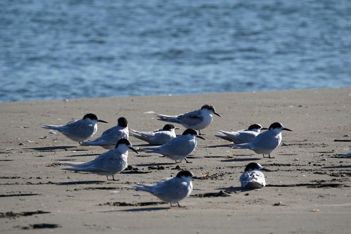 Tara (White Fronted Tern) (c) meltea