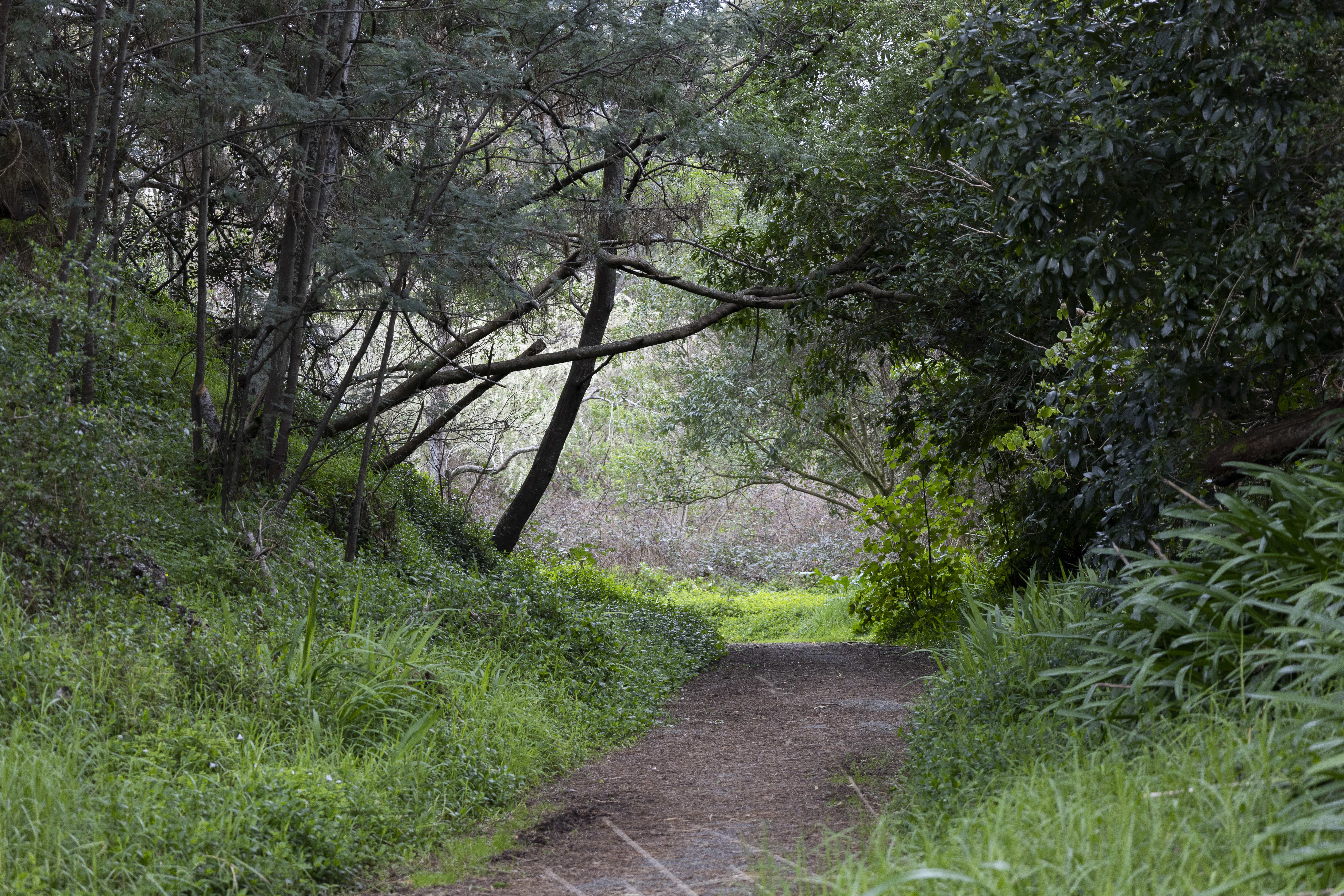 Photo of part of the ŌT route, through bush.