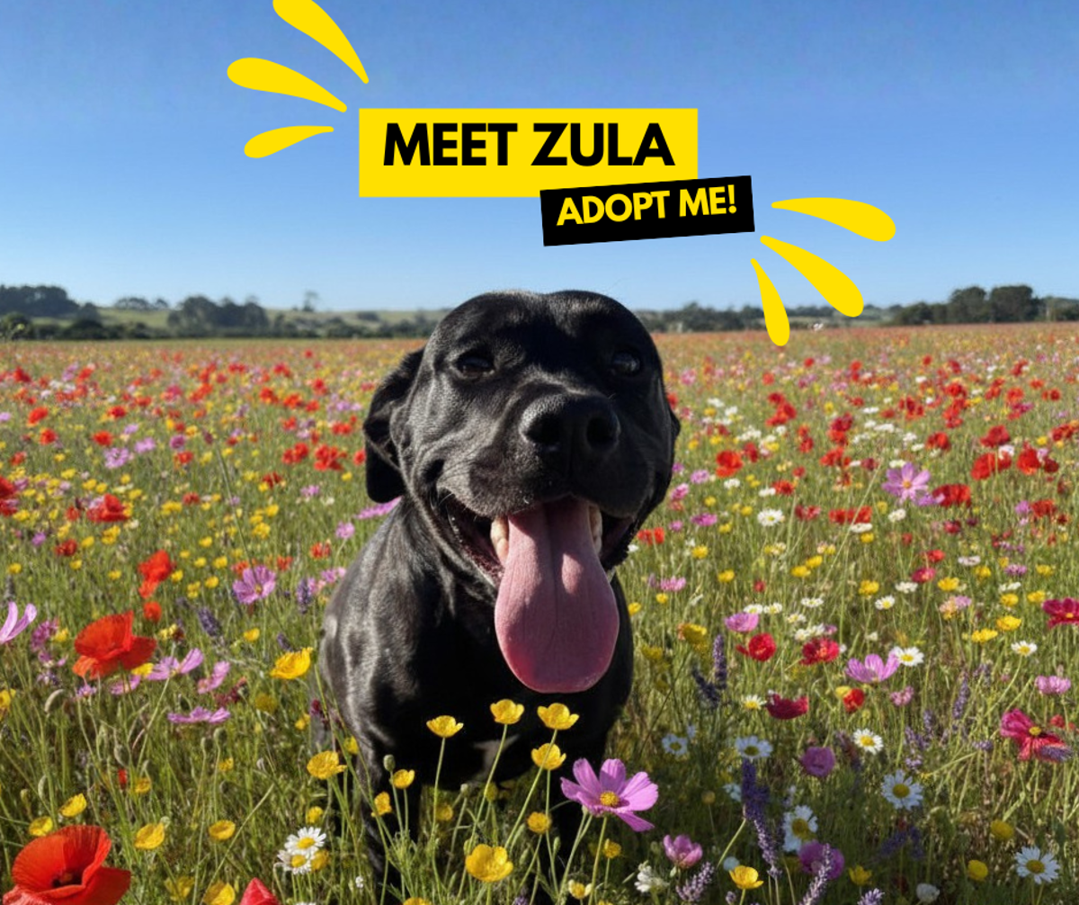 Meet Zula – dog for adoption