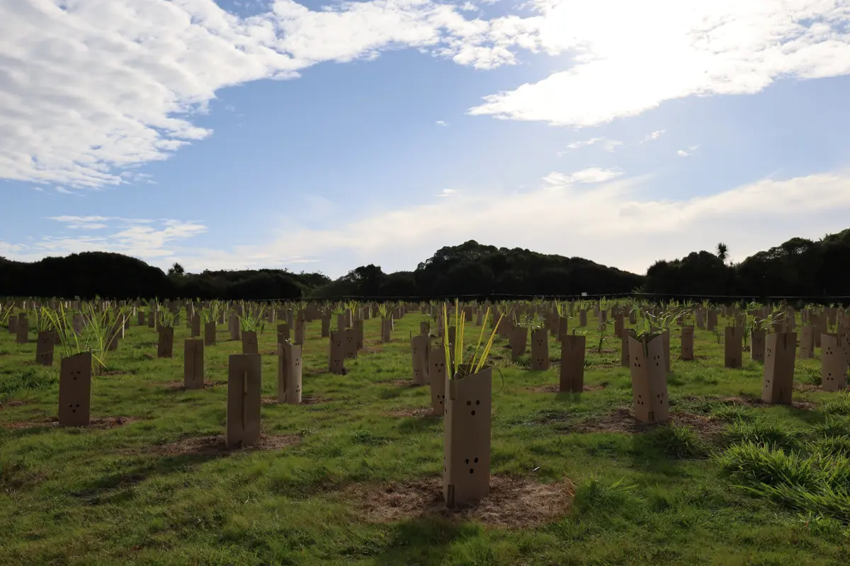 New field of plants at Pharazyn Reserve