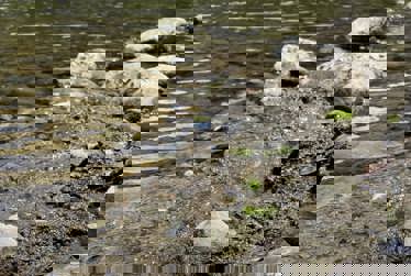 Toxic algae warning for Waikanae River at old State Highway 1