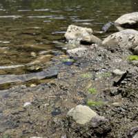 Detached algal mats thumbnail