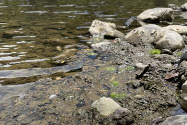 Toxic algae warning for Waikanae River at old State Highway 1