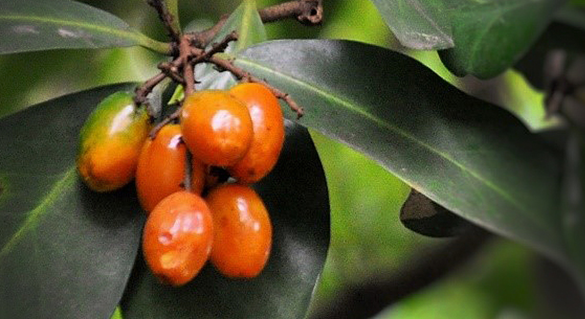 Red Karaka berries in a tree with leaves in the background