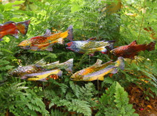 53 Raku Fish 11.11 (2) 4270