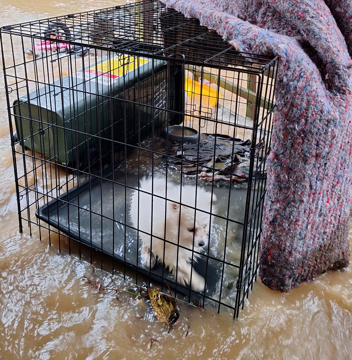 A caged puppy surrounded by floodwaters during heavy rain.